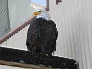 Yukla 27 Memorial - Bald Eagle 1.jpg