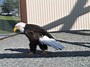Yukla 27 Memorial - Bald Eagle 2.jpg