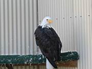 Yukla 27 Memorial - Bald Eagle 4.jpg
