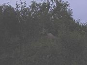 Moose and Calf 1.jpg