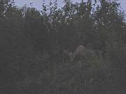 Moose and Calf 2.jpg