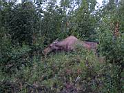 Moose and Calf 3.jpg