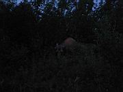 Moose and Calf 4.jpg