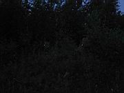 Moose and Calf 5.jpg