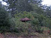 Moose and Calf 7.jpg