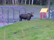 Moose in Playground 3.jpg