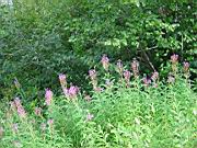 Fireweed 1.jpg