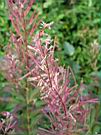 Fireweed 2.jpg