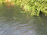 Salmon 1.jpg