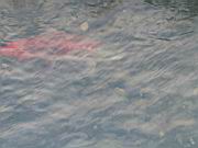 Salmon 3.jpg