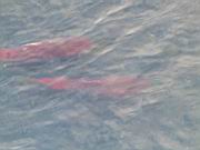 Salmon 4.jpg
