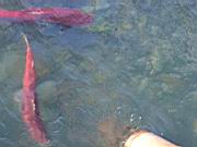 Salmon 7.jpg