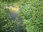 Short Hike to small creek 12.jpg