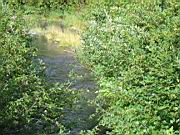 Short Hike to small creek 13.jpg